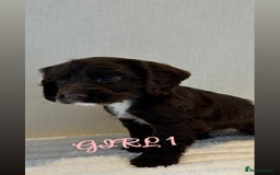 Cocker Spaniel dogs for sale: 5 GORGEOUS COCKERS    - Image 9