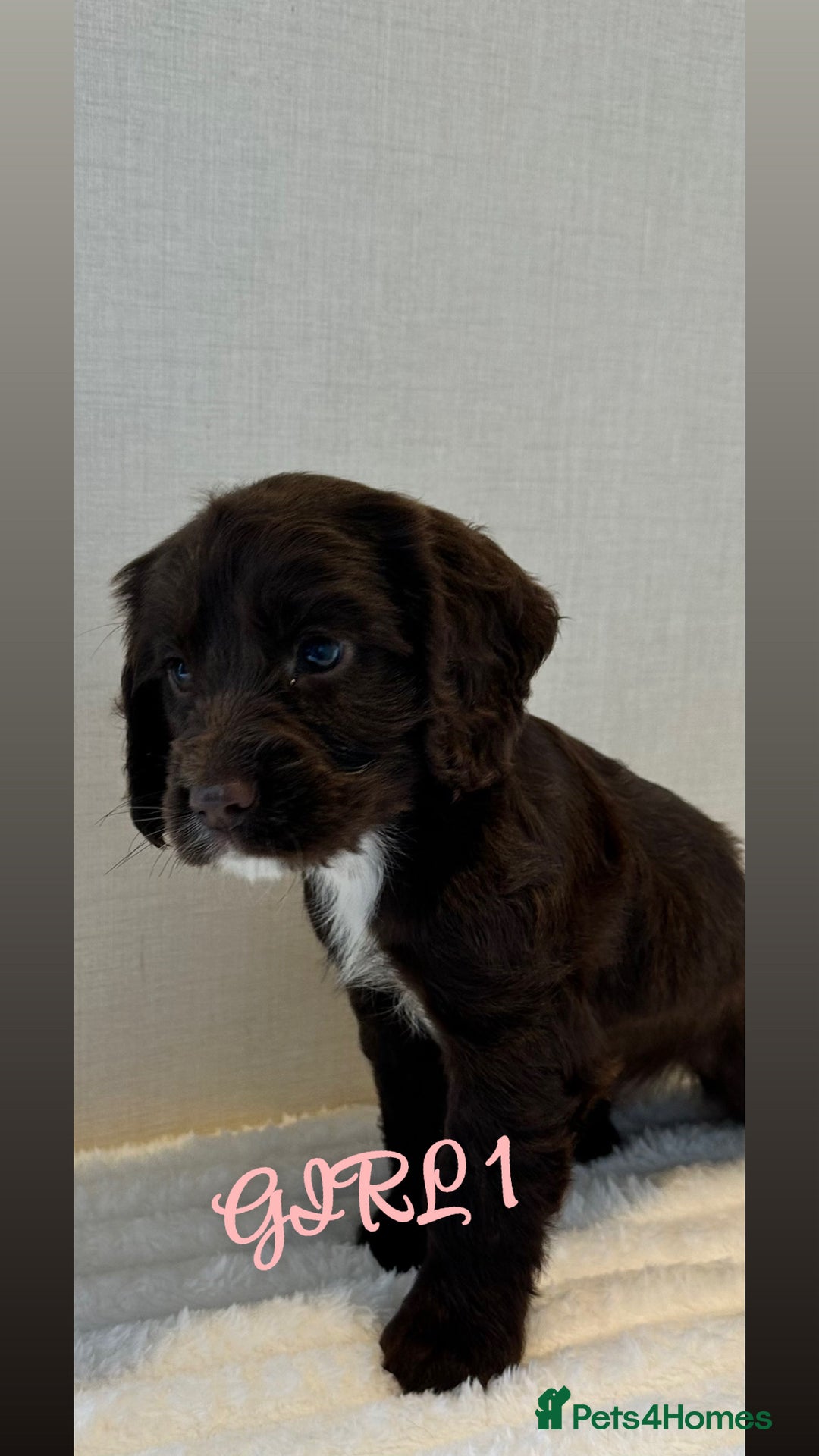 Cocker Spaniel dogs for sale: 5 GORGEOUS COCKERS    - Image 9