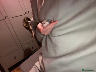 Hamster rodents Single male roborovski dwarf hamster - Advert 13