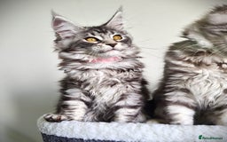 Maine Coon cats for sale: STUNNING XL PEDIGREE MAINE COON KITTENS  - Image 1