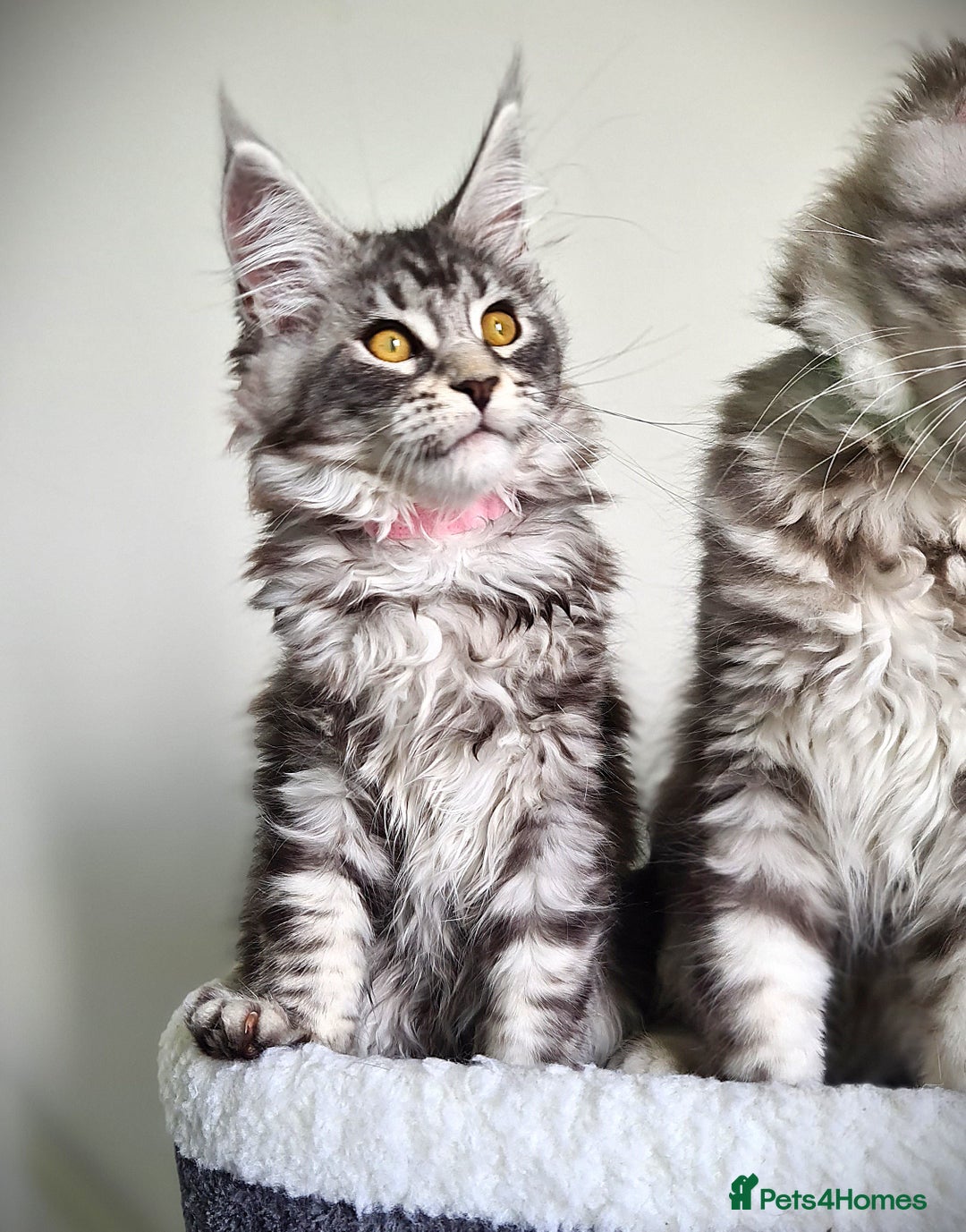 Maine Coon cats for sale: STUNNING XL PEDIGREE MAINE COON KITTENS  - Image 1