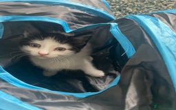 Domestic Shorthair cats for sale: Last lovely little female kitten - Image 1