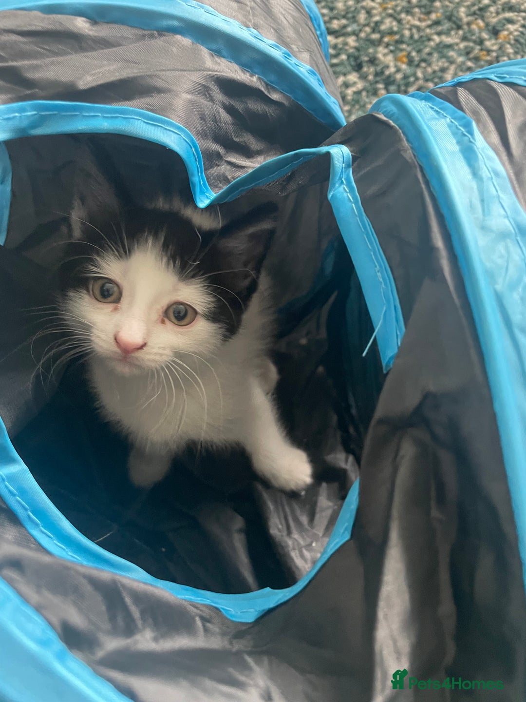 Domestic Shorthair cats for sale: Last lovely little female kitten - Image 1