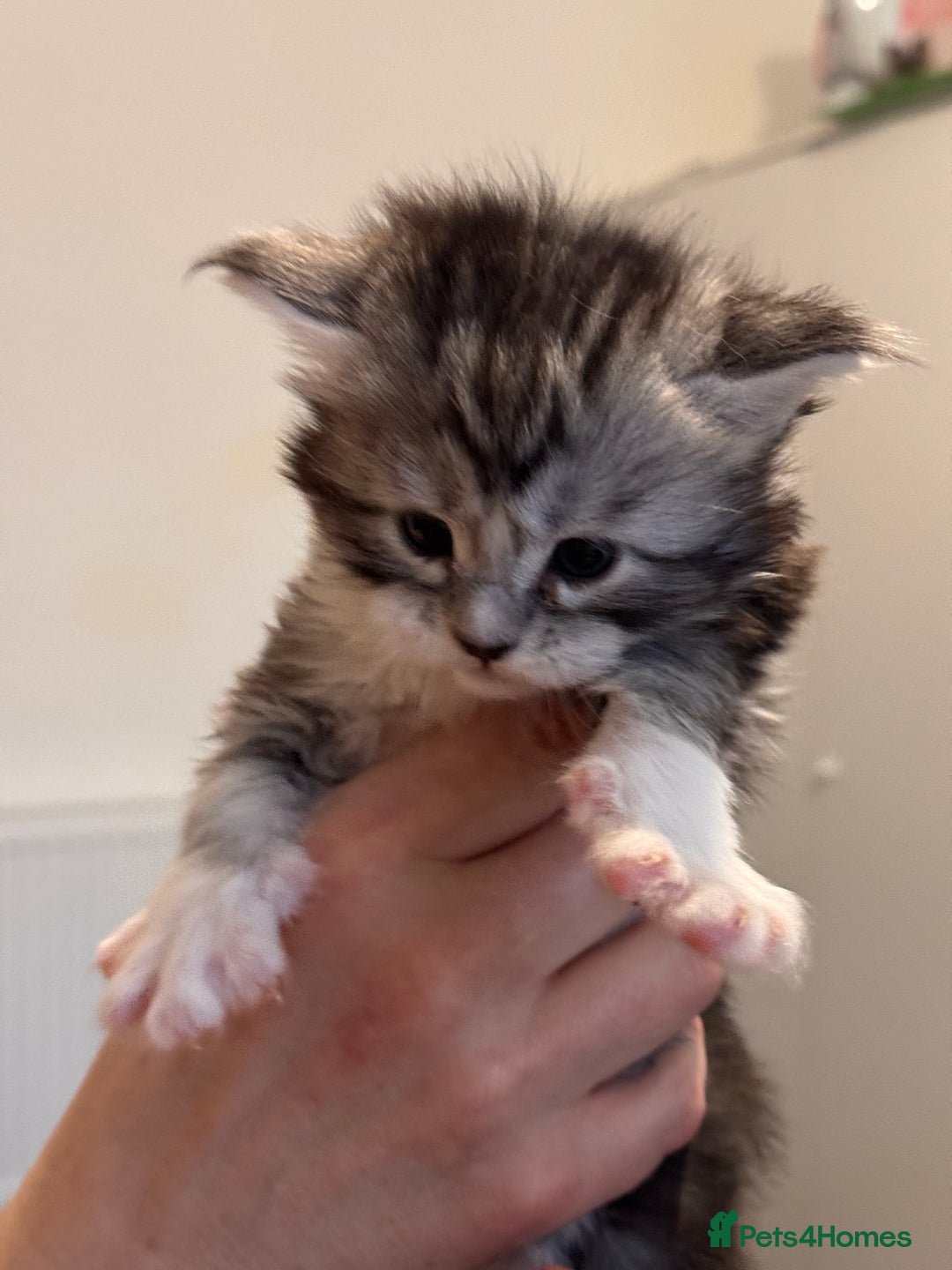 Maine Coon cats for sale: Gorgeous Shaded Line Maine Coon Kittens - Advert 6