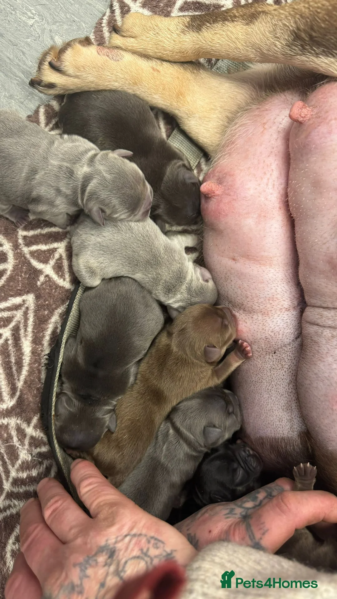 French Bulldog dogs for sale: Fluffy blue frenchie  - Advert 2