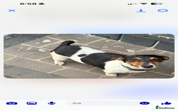 Jack Russell dogs for sale: Jack Russell puppies  - Advert 2