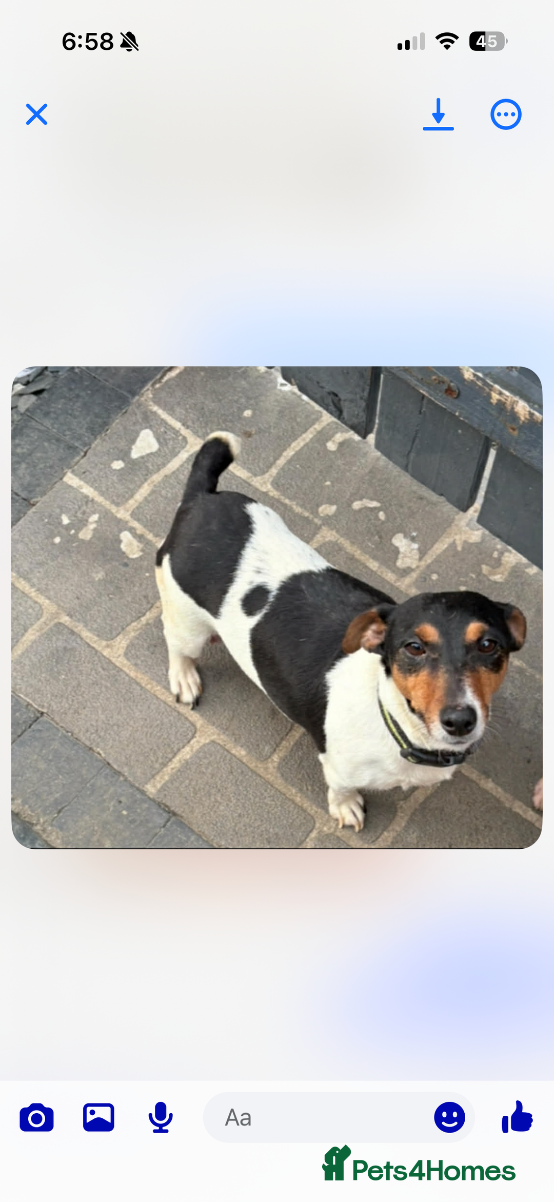 Jack Russell dogs for sale: Jack Russell puppies  - Advert 2