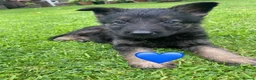 German Shepherd dogs for sale: Big chunky farm bred German shepherds ready now. - Advert 5