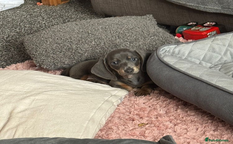 Dachshund dogs - Advert 13