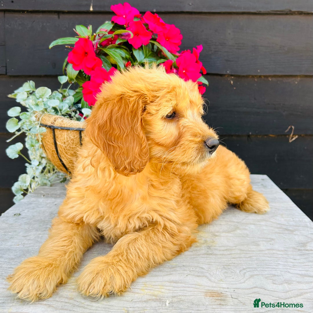 Mini Goldendoodle dogs for sale: Gorgeous Miniature Goldendoodles From KC Parents in Sudbury - Image 4