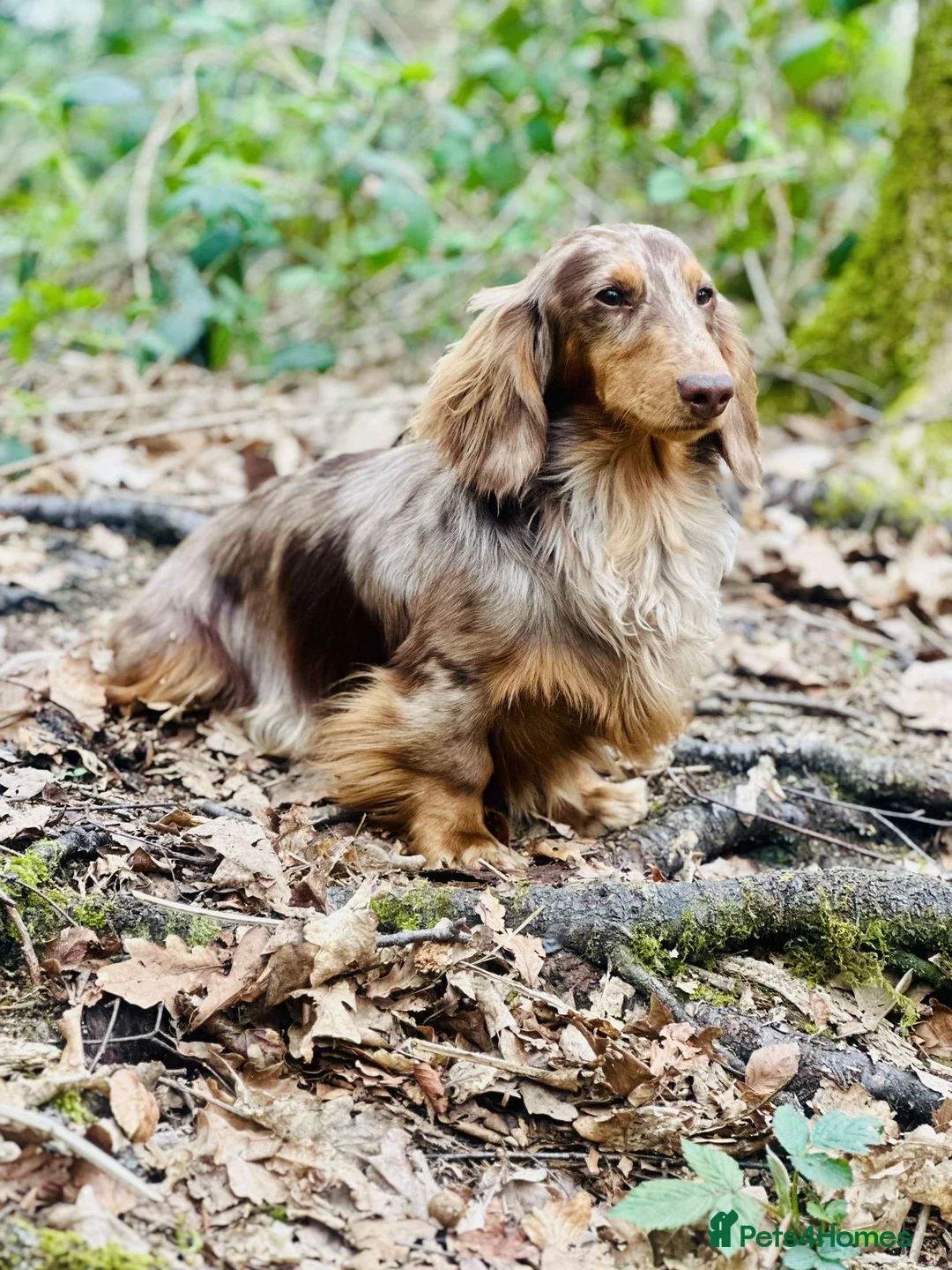 Dachshund dogs for stud: Long haired dachshund stud boys  in Leeds - Advert 14