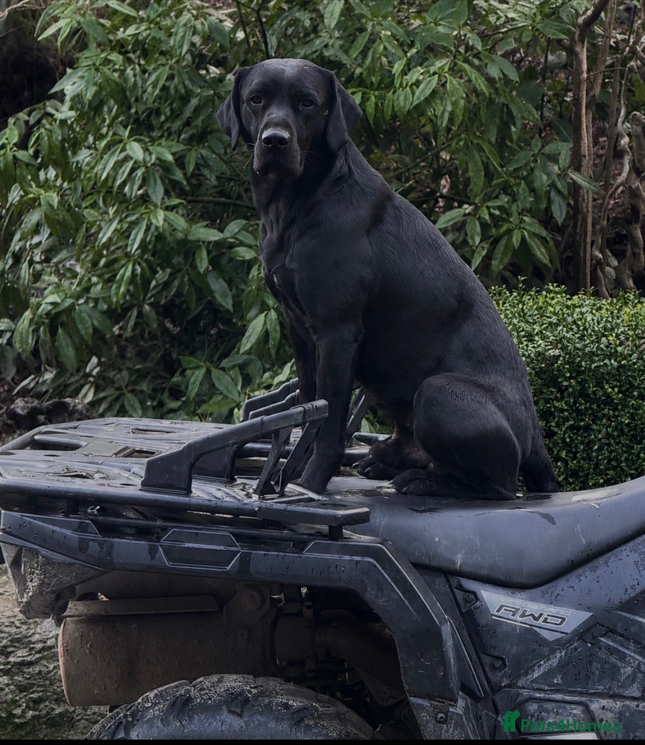 Labrador Retriever dogs Proven Working Black Labrador - Advert 17