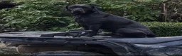 Labrador Retriever dogs for stud: Proven Working Black Labrador in Oswestry - Advert 1