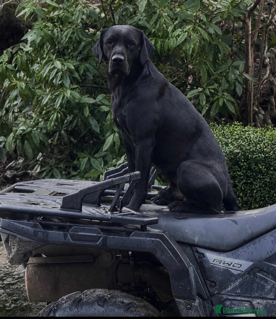 Labrador Retriever dogs for stud: Proven Working Black Labrador in Oswestry - Advert 1