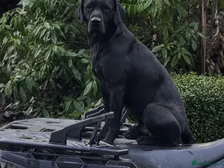 Labrador Retriever dogs Proven Working Black Labrador - Advert 17