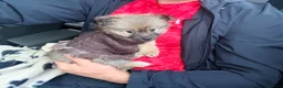 Pomeranian dogs for sale: Pomeranian female  in Castleford - Advert 4