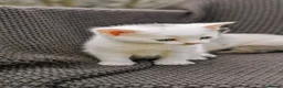 Mixed Breed cats for sale: kittens for sale in Andover - Advert 12