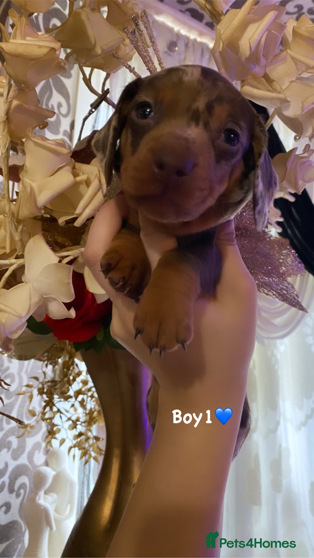 Miniature Dachshund dogs for sale: Miniature dachshund puppies available! - Advert 3