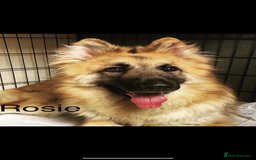 German Shepherd dogs for sale: German Shepherds by Shawhhead Shepherds  - Image 24