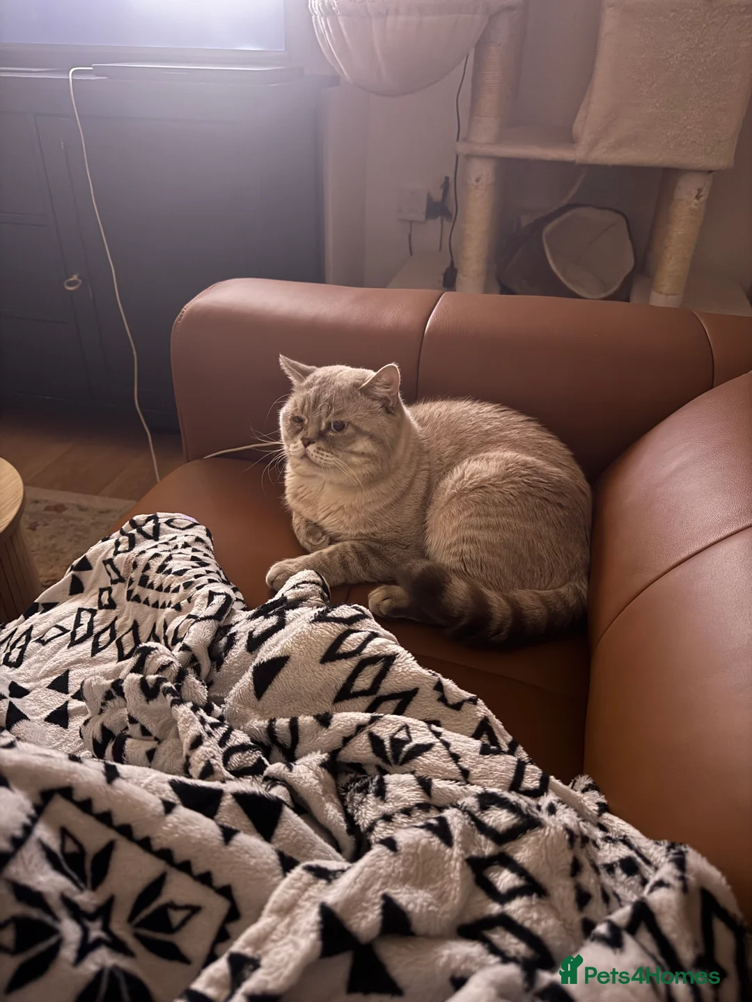 Mixed Breed cats for sale: Tuxedo, tabby and British shorthair mix - Advert 6