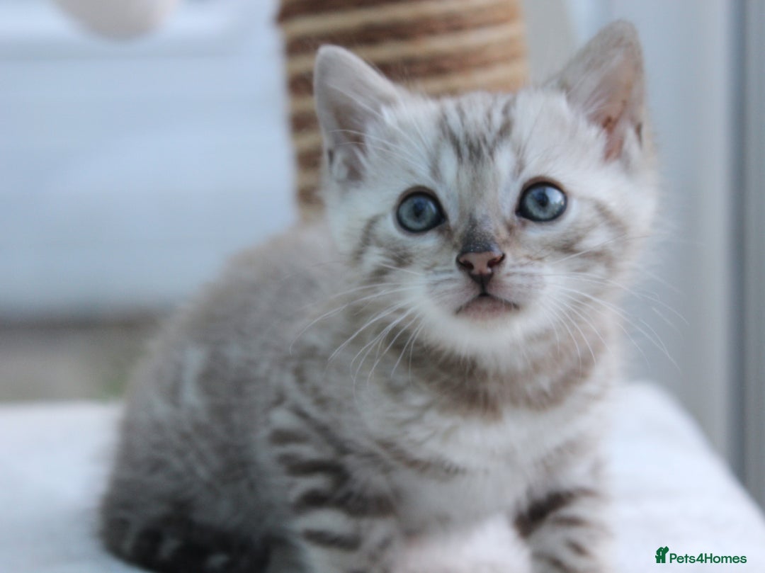 Bengal cats for sale: CUTE BENGAL KITTENS AVAILABLE - Image 3