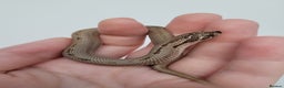Snake reptiles for sale: Western Hognose babies From £100 - Advert 4