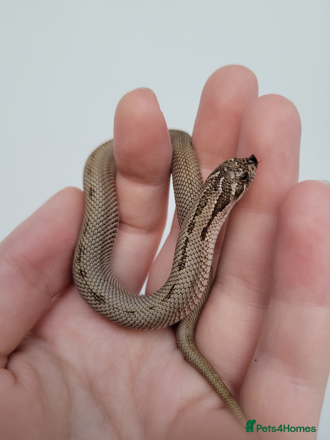 Snake reptiles for sale: Western Hognose babies From £100 - Advert 4