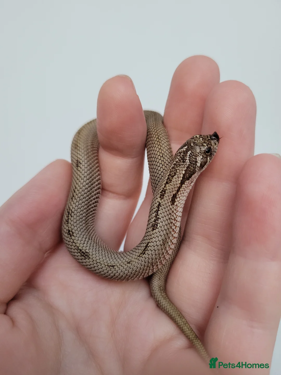 Snake reptiles for sale: Western Hognose babies From £100 - Advert 3