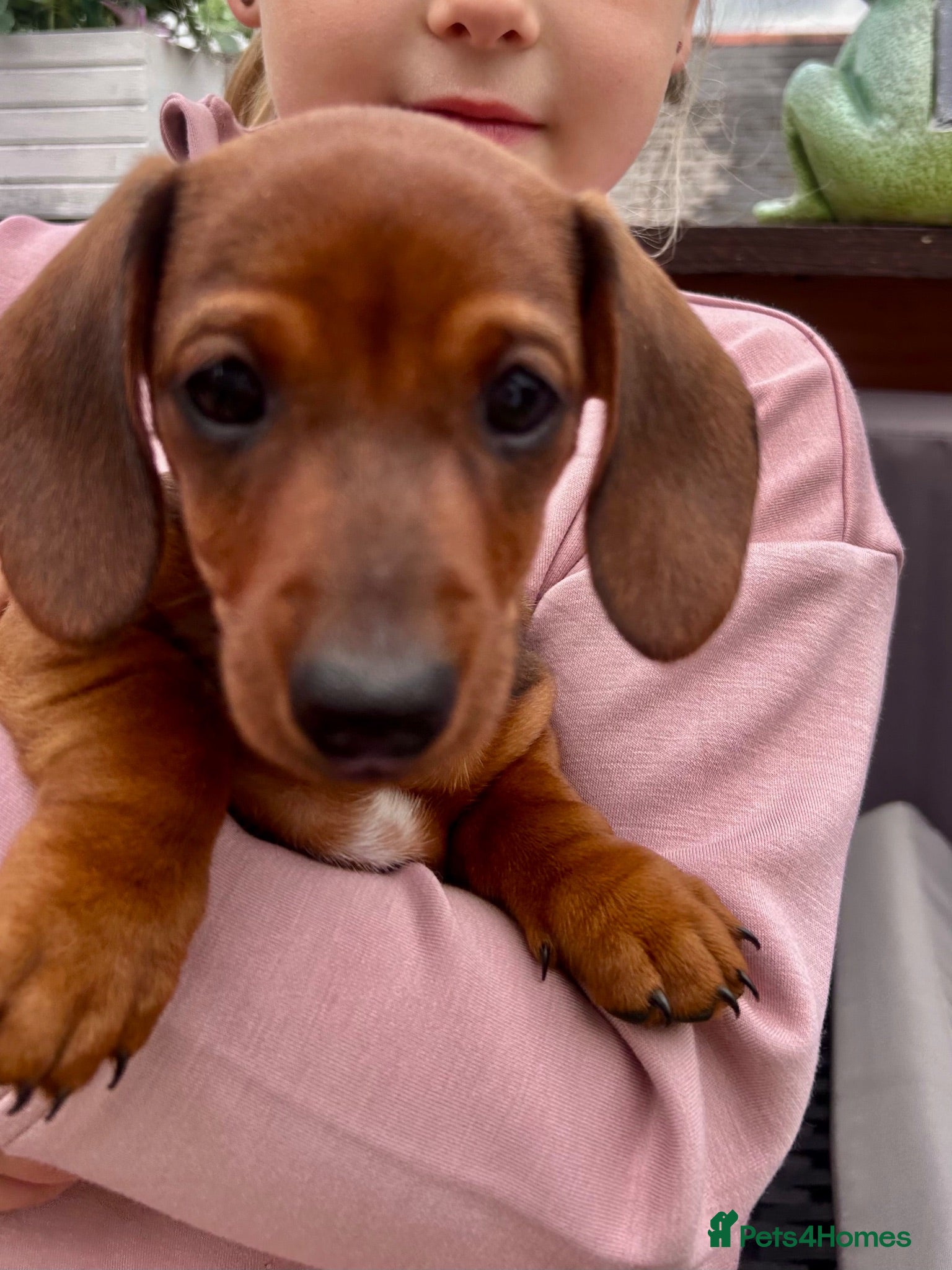 Miniature Dachshund dogs Beautiful miniature dachshunds - Advert 1