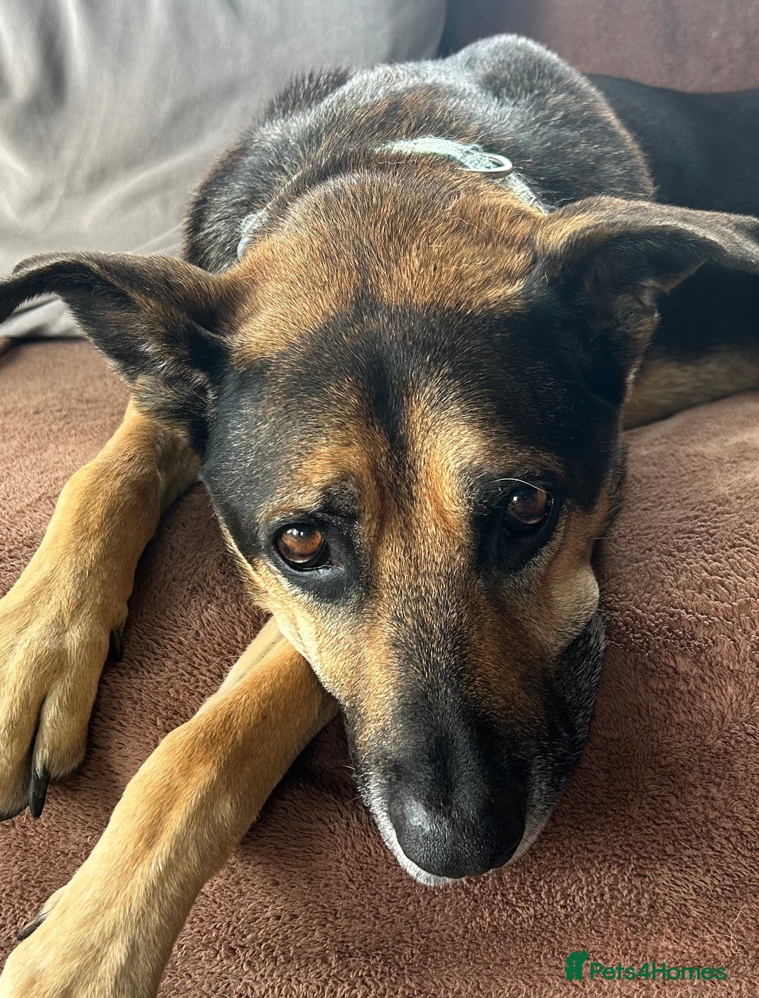 Mixed Breed dogs for adoption: Gorgeous Scooby doo lookalike needs a new home  - Image 1