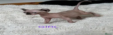 Sphynx 5