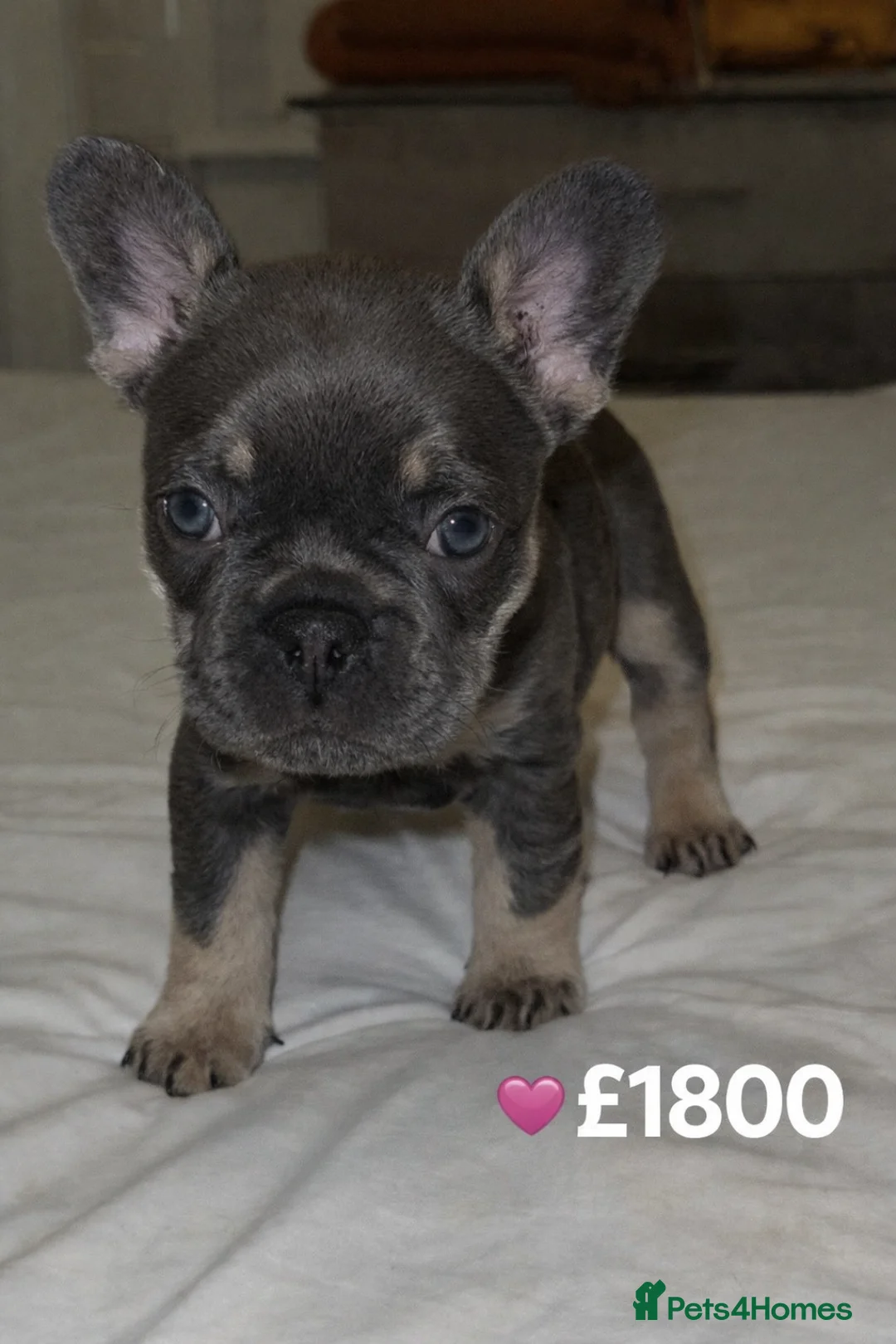 French Bulldog dogs for sale: Elegant Litter of Six KC Registered French Bulldog - Advert 22