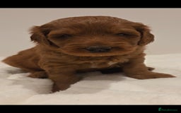 Australian Labradoodle dogs for sale: Australian Labradoodle Puppies  - Image 5