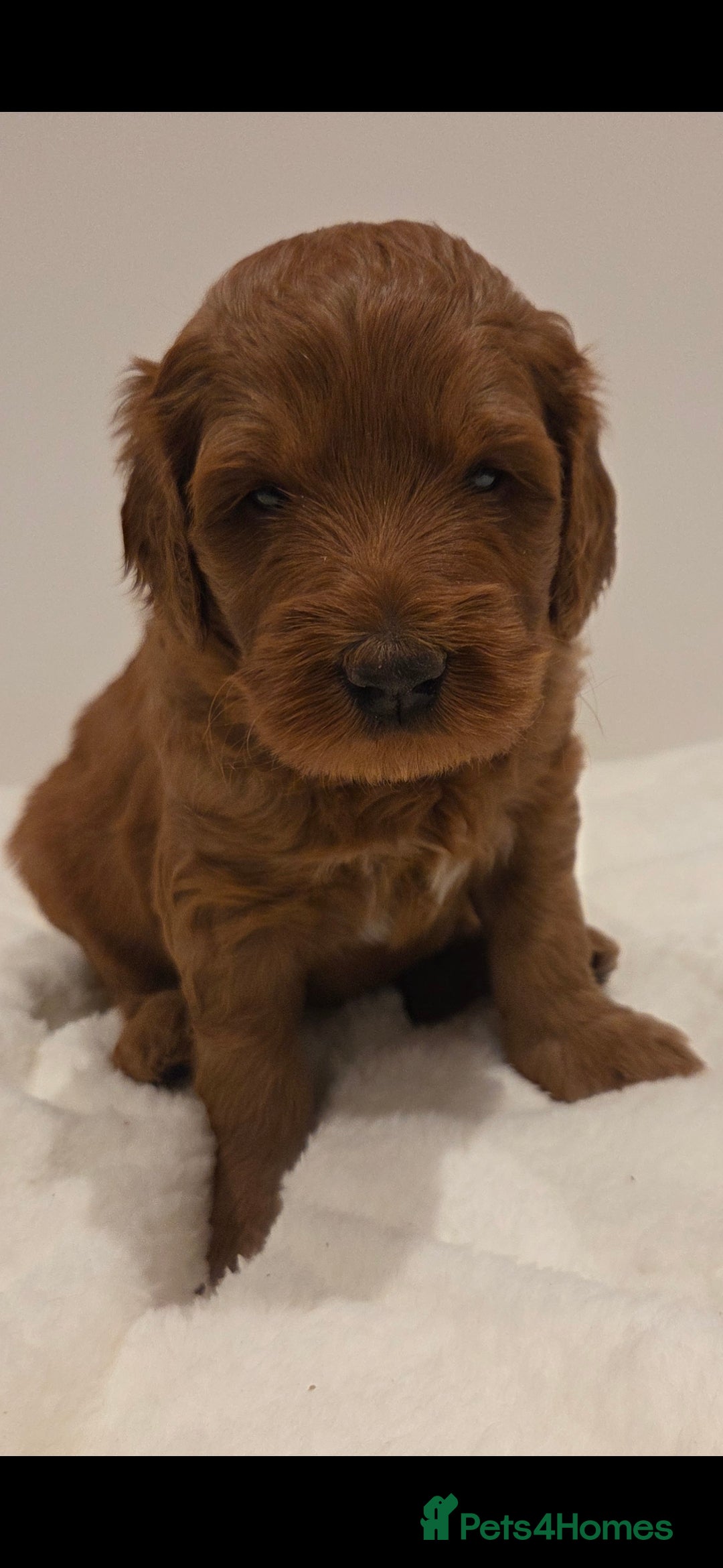Australian Labradoodle dogs for sale: Australian Labradoodle Puppies  - Image 5
