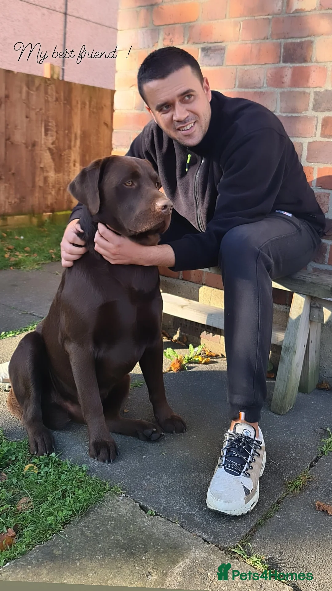 Labrador Retriever dogs for stud: Exceptional Chocolate Labrador FOR STUD in Bedford - Advert 2