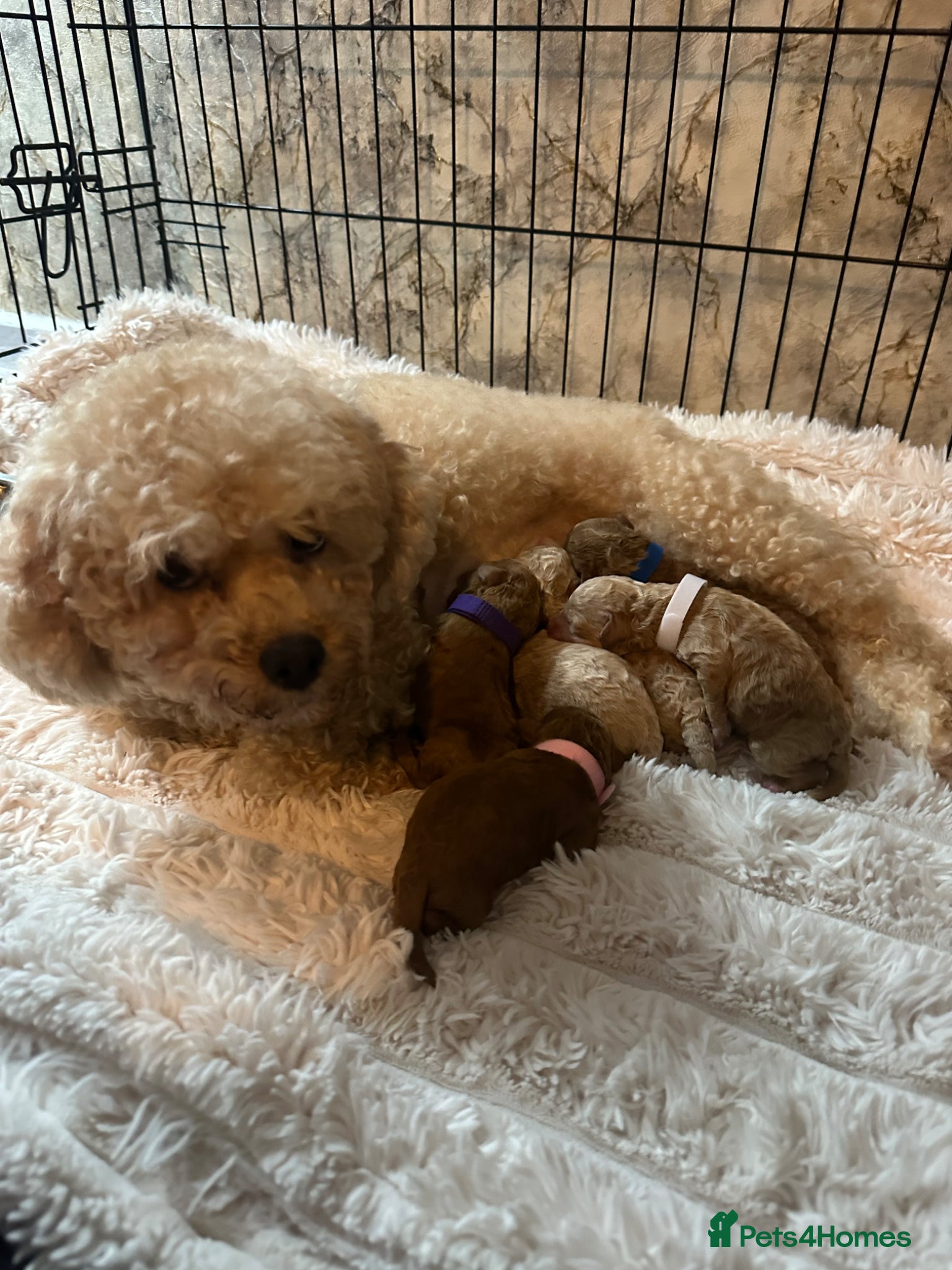 Poochon dogs Toy poochon - Advert 8