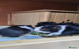 Guinea Pig rodents for sale: Baby Guinea Pigs For Sale - Image 4