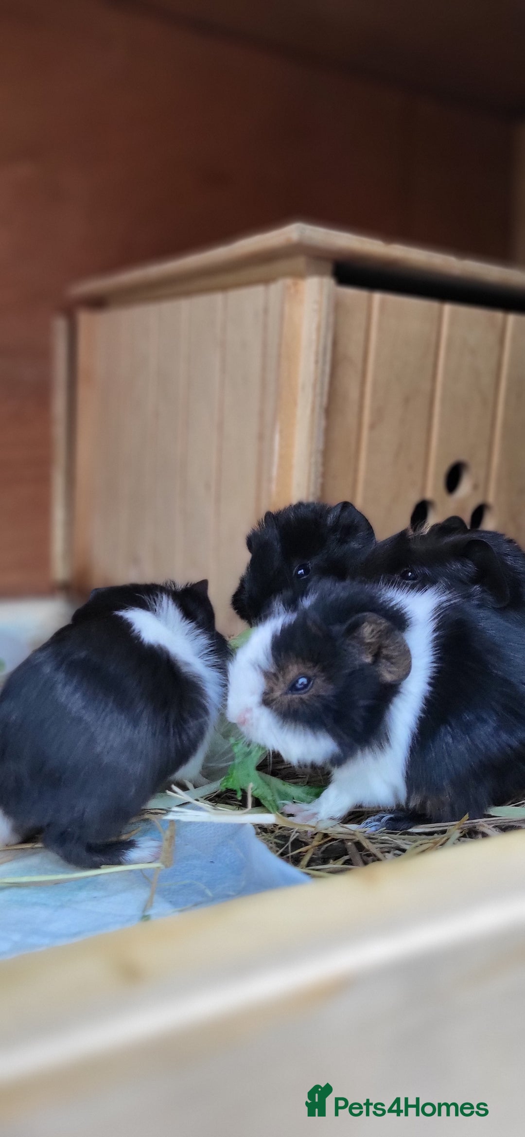 Guinea Pig rodents for sale: Baby Guinea Pigs For Sale - Image 4
