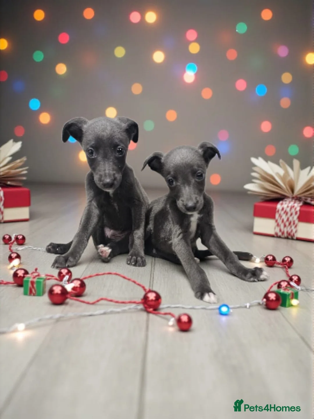 Whippet dogs for sale: Beautiful whippet puppies  - Advert 3