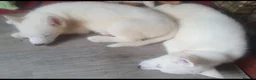 Siberian Husky dogs for sale: White Girl Husky ready to find her forever home - Advert 9