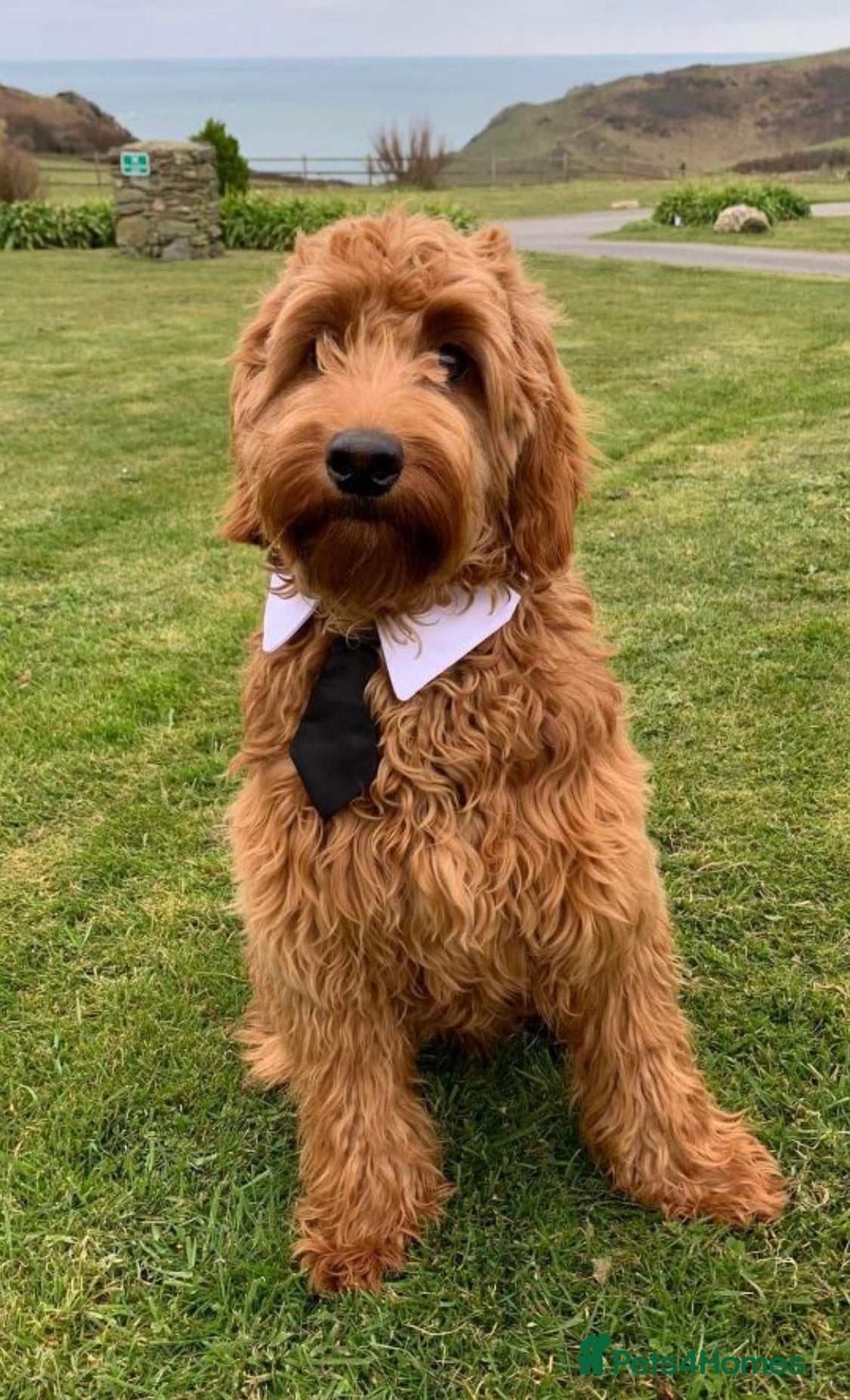 Irish Doodle dogs Gorgeous Deep Red Mini Irishdoodle for stud only - Advert 1