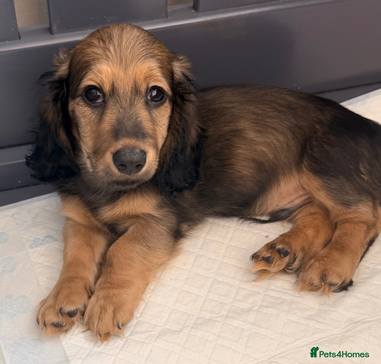 Miniature Dachshund dogs Shaded cream long hair amazing dachshunds puppies - Advert 3