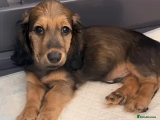 Miniature Dachshund dogs Shaded cream long hair amazing dachshunds puppies - Advert 3