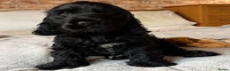 Cocker Spaniel dogs for sale: Show-type KC reg. black/white cocker spaniel puppy - Advert 12