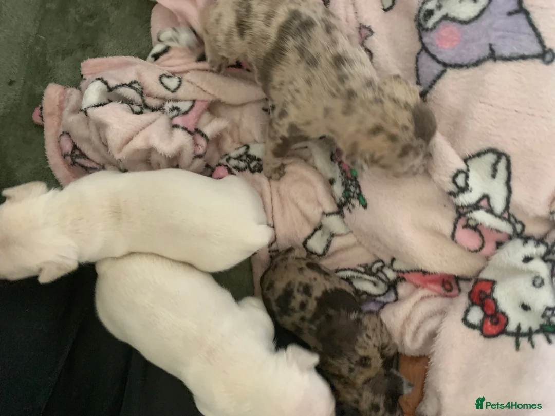 French Bulldog dogs for sale: Beautiful French Bulldog Puppies  in Leicester - Advert 2