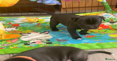 Staffordshire Bull Terrier dogs - Advert 11
