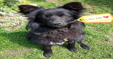 Mixed Breed dogs - Advert 1