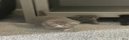 Scottish Fold cats for sale: Scottish fold kittens  in Dewsbury - Advert 12