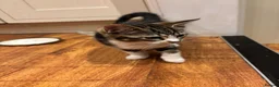 Mixed Breed cats for sale: Friendly and playful kittens - Advert 11