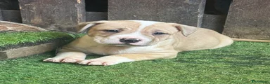 Mixed Breed Puppy 1